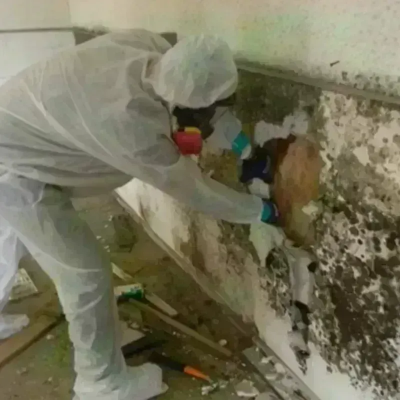 Mold Remediation and Removal in Waterville, WA